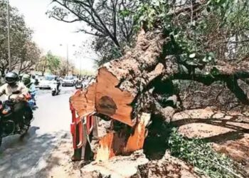 Labourer Dies After Falling While Cutting Tree in Baner FIR Filed Against Contractor and Society Office Bearers