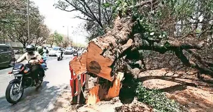 Labourer Dies After Falling While Cutting Tree in Baner FIR Filed Against Contractor and Society Office Bearers